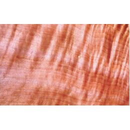  619 - Curly Tasmanian Myrtle