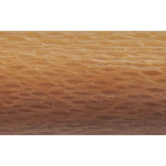 644 - Southern Silky Oak