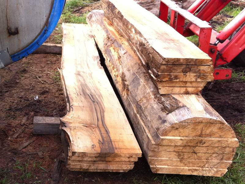 Spalted Sassafras Logs