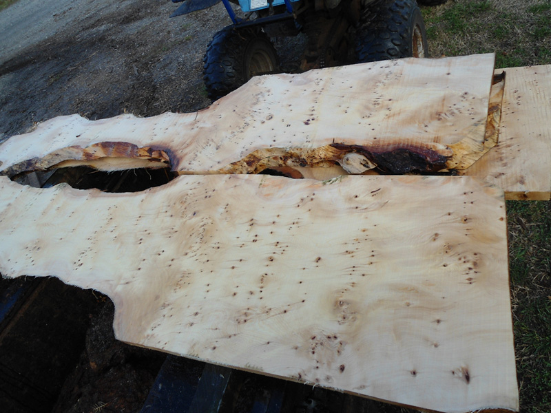 Cutting Birds Eye Huon Pine Veneer Flitches.