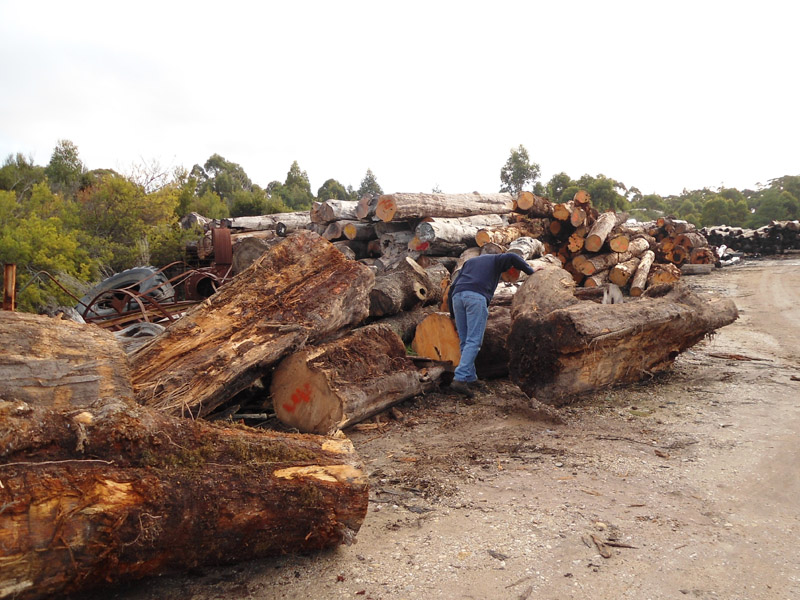 Small load of Huon Pine
